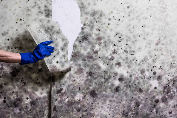 Best Residential Mold Remediation in Pine Ridge, SD